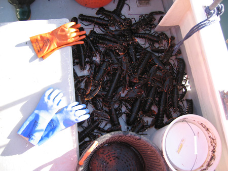 hummerfiske20050085